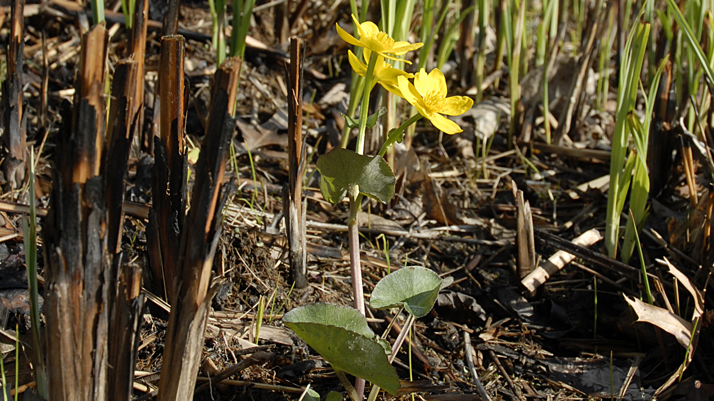 Conservation: burn recovery