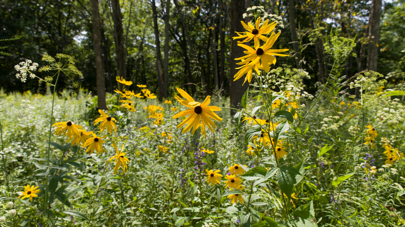 Conservation: McDonald Woods