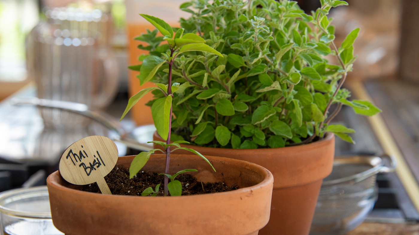 cooking with herbs