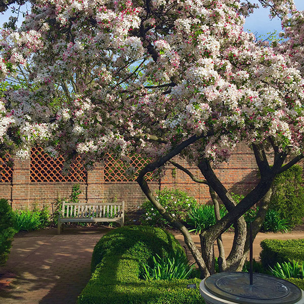 crabapple
