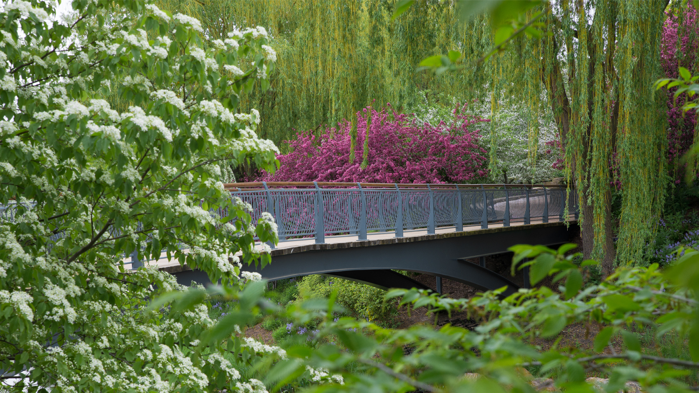 Crabapple in bloom, view arch bridge