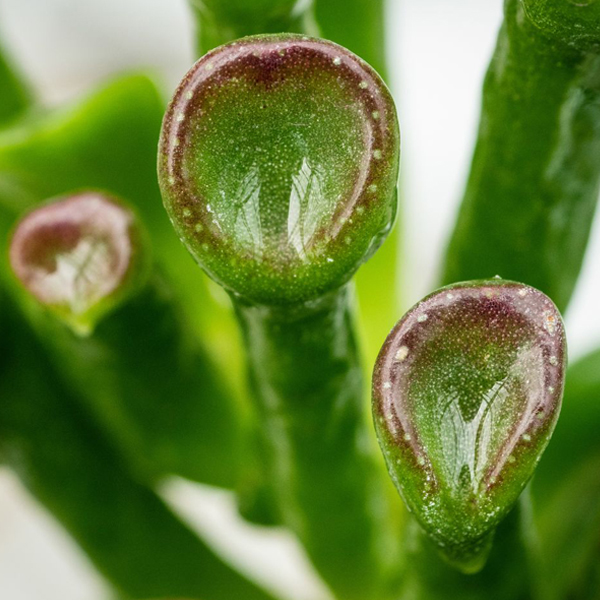 Shrek’s ear jade plant (Crassula Ovata “Gollum”) 