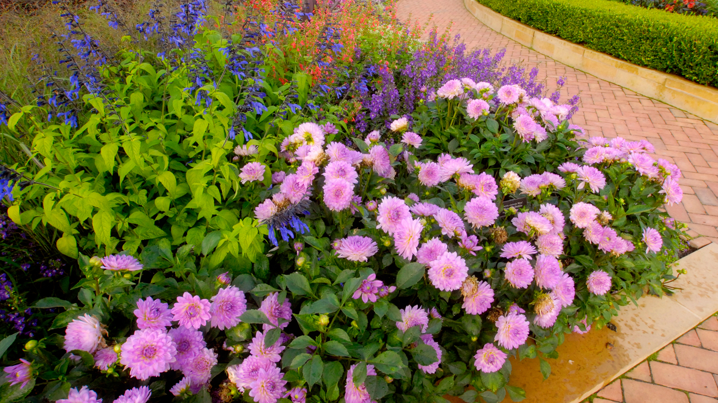 Crescent garden annuals