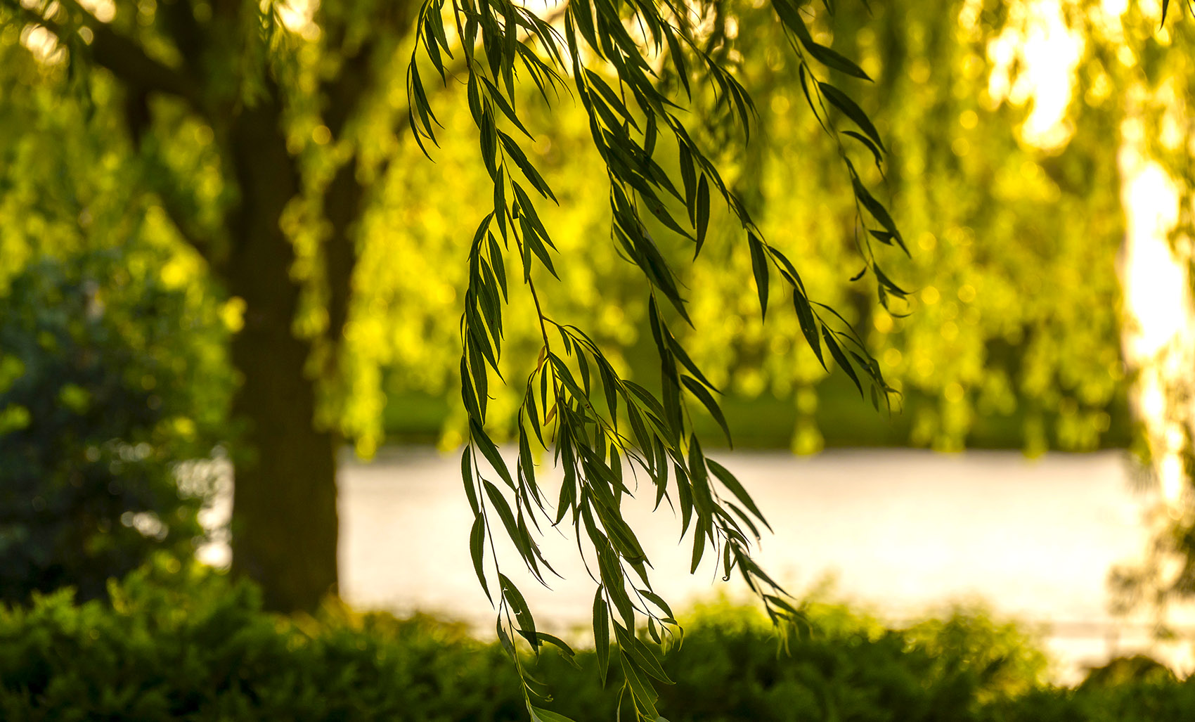 Crescent garden