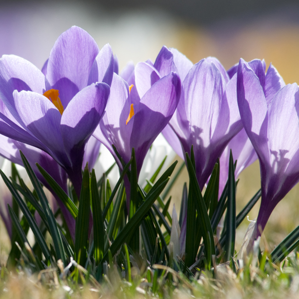 Crocus