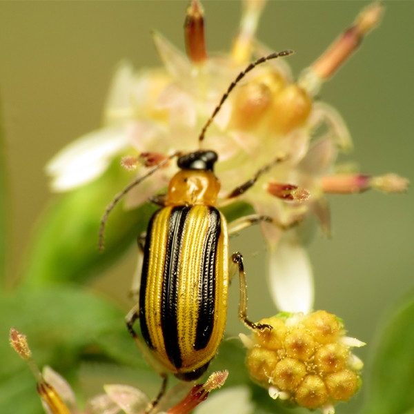 cucumber beetle