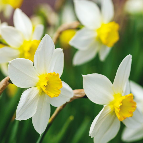 Jonquil daffodils