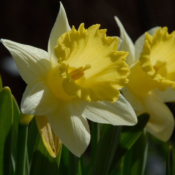 Narcissus 'Holland Sensation'