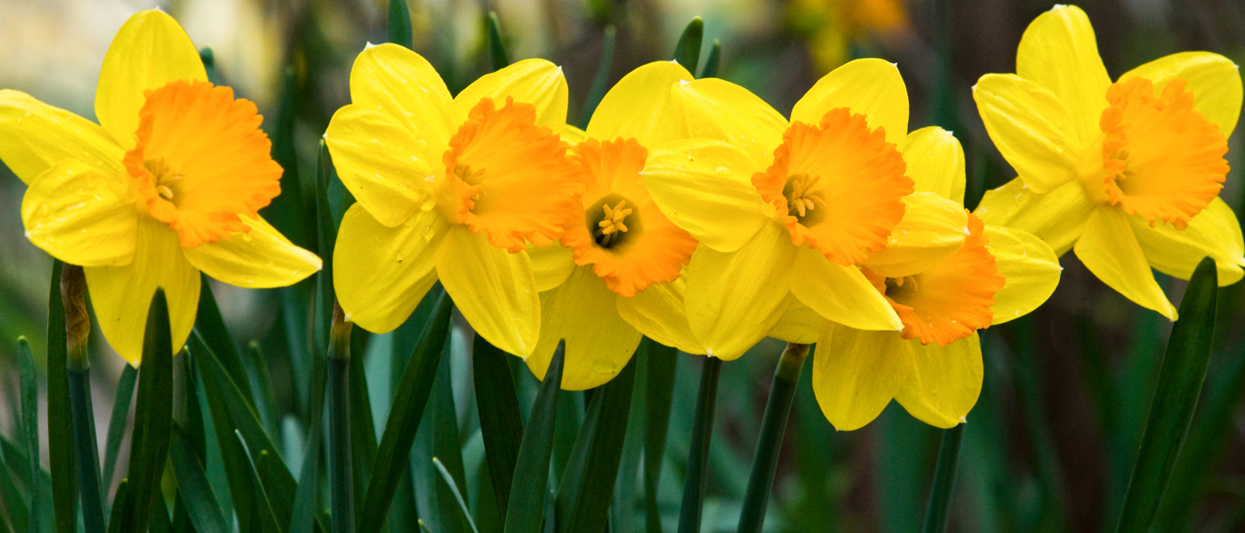 Daffodil Plant