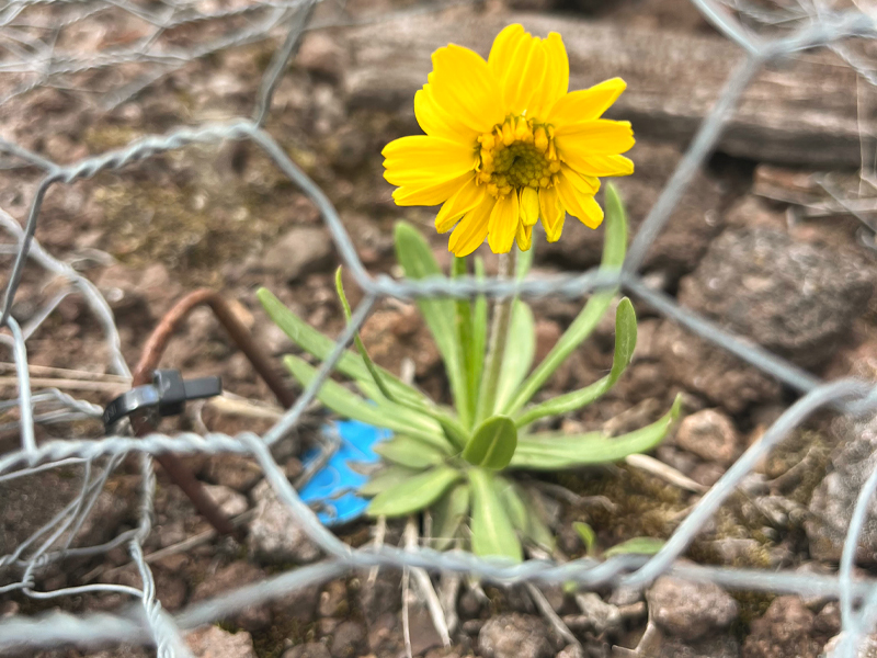The only wild lakeside daisy in Illinois, blooming on Chicago’s Southeast Side under a protective wire cage