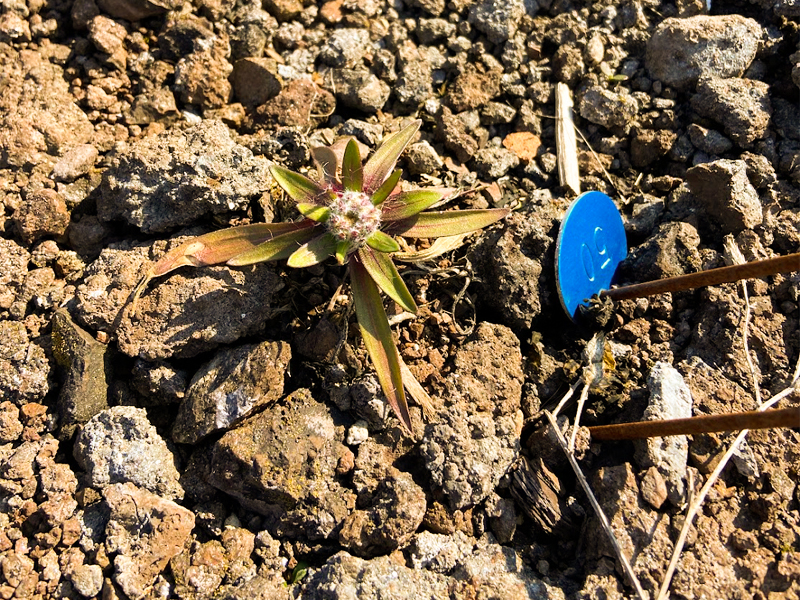 The lakeside daisy didn’t flower its first spring (April 2023) or its second (April 2024)