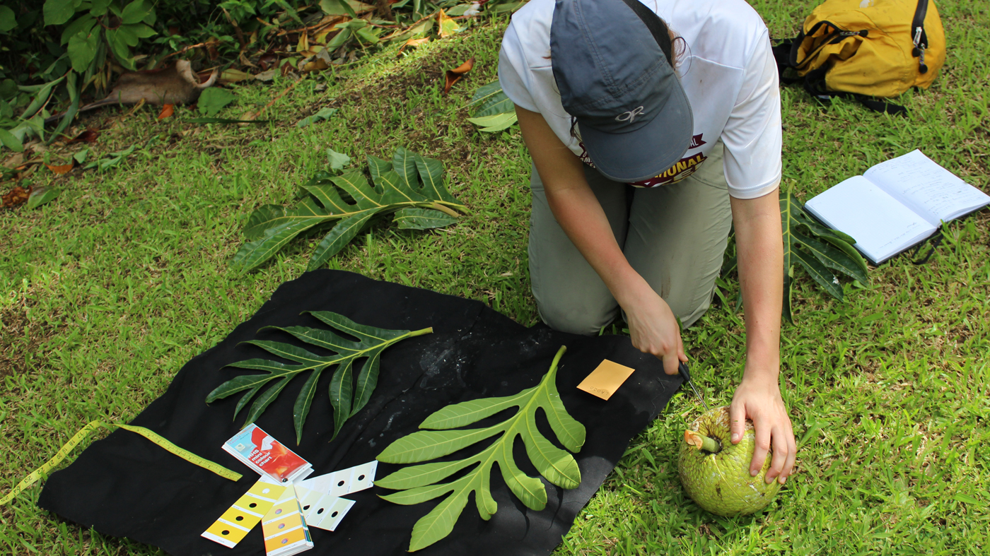 Collecting data morphological measurements