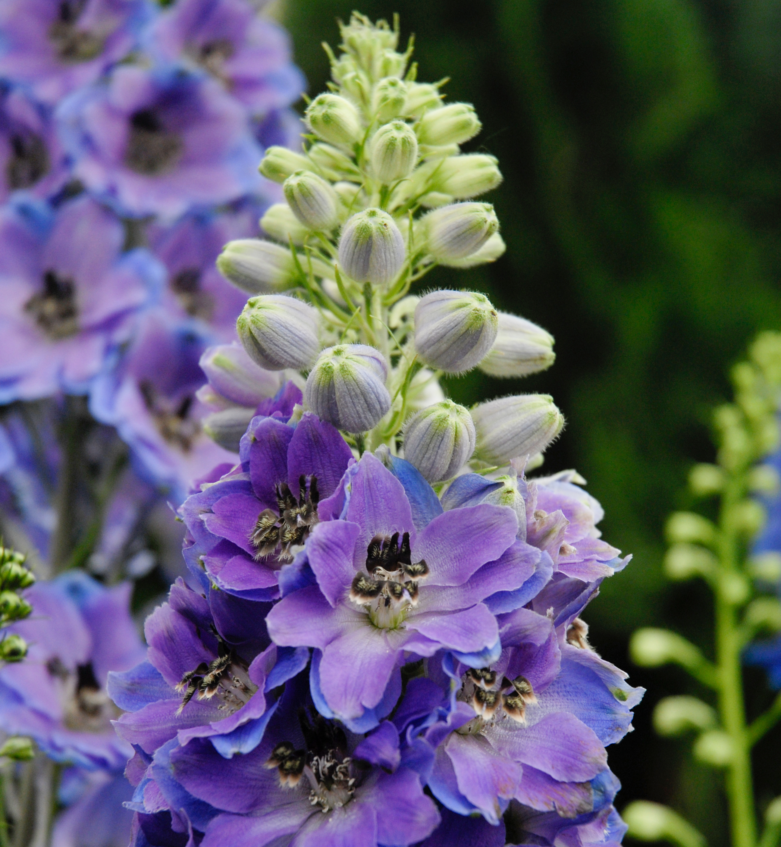 Delphinium