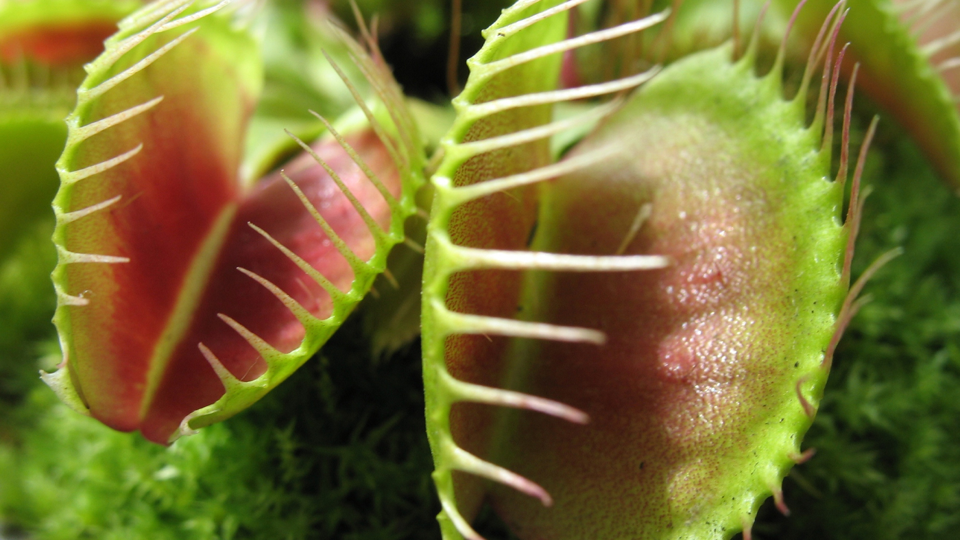 Venus flytrap, (Dionaea musipula)