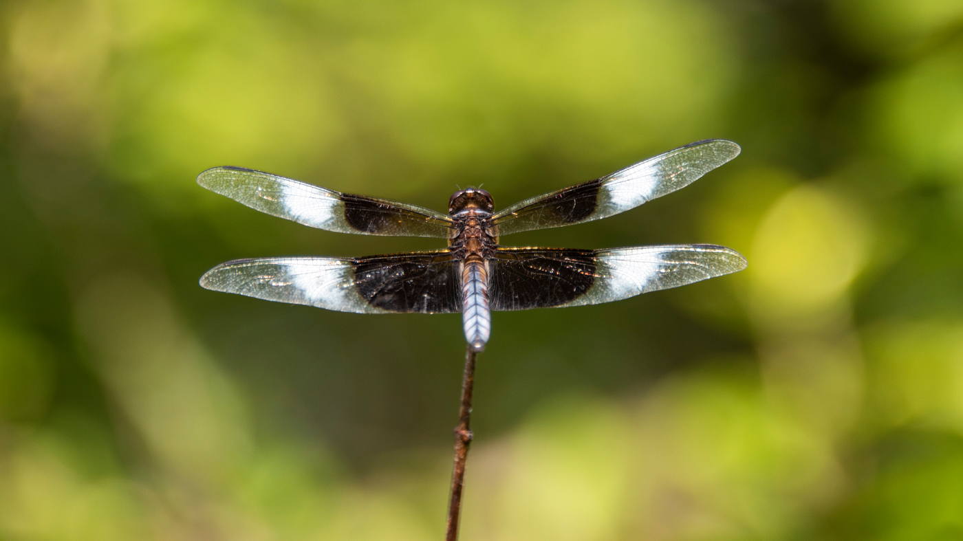 Dragonfly