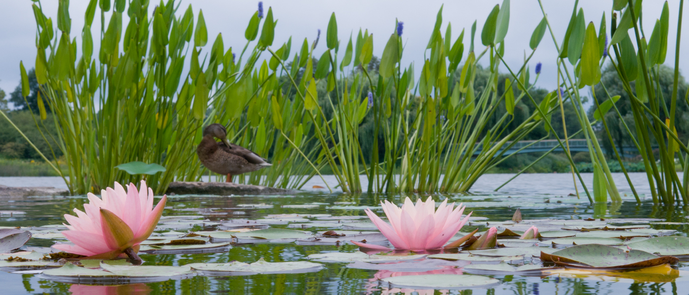 Duck in water