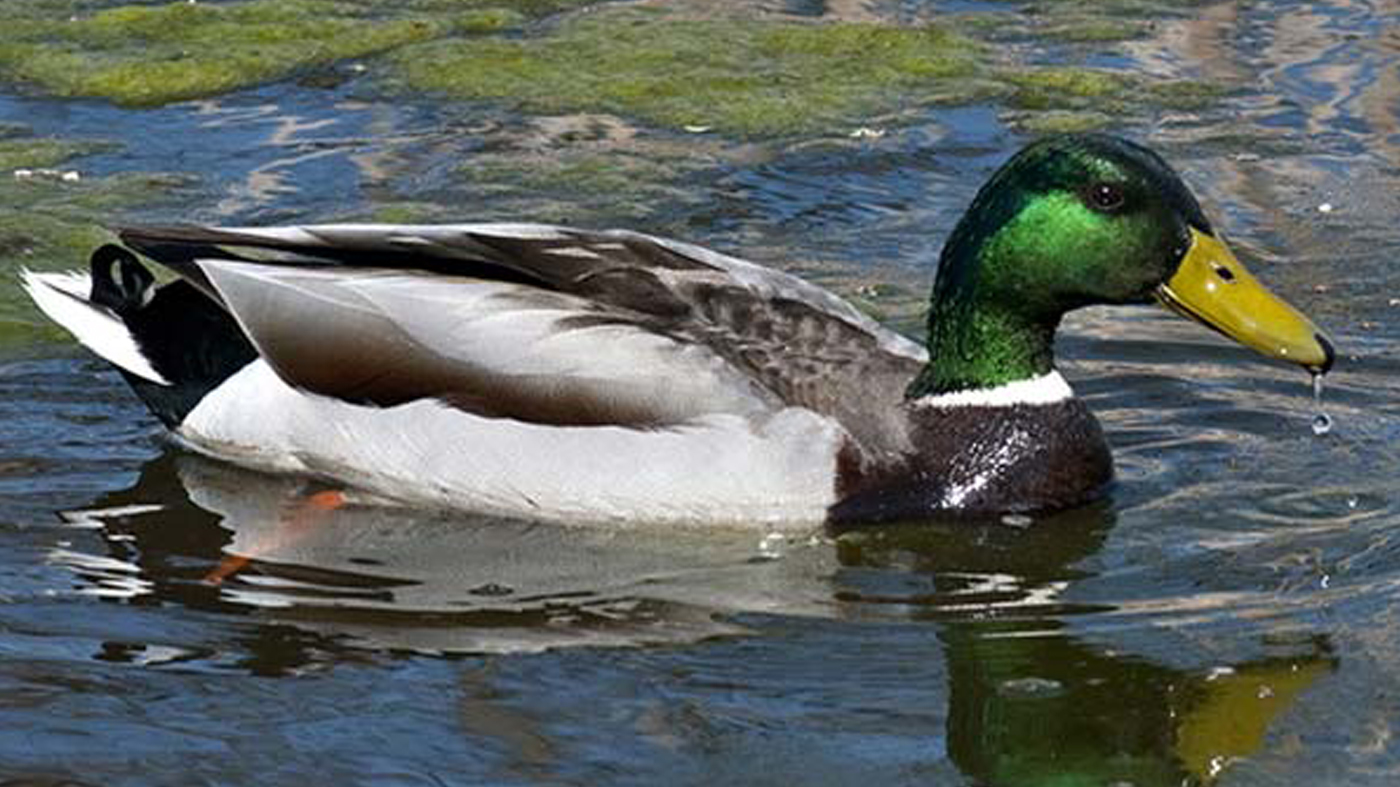 Duck: Mallard