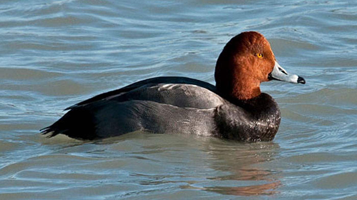 Duck: Redhead duck