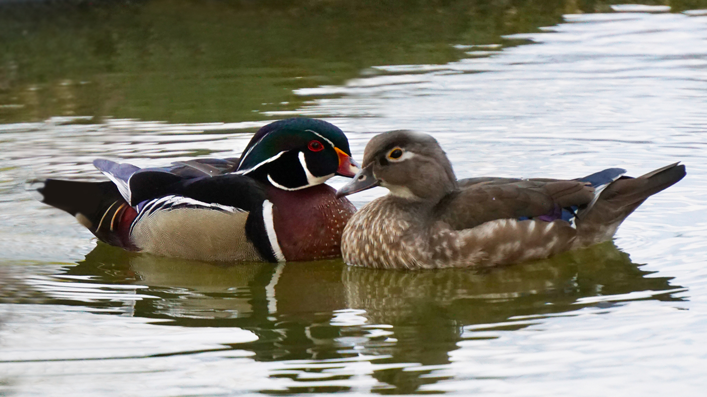 Ducks: male and female Wood Duck
