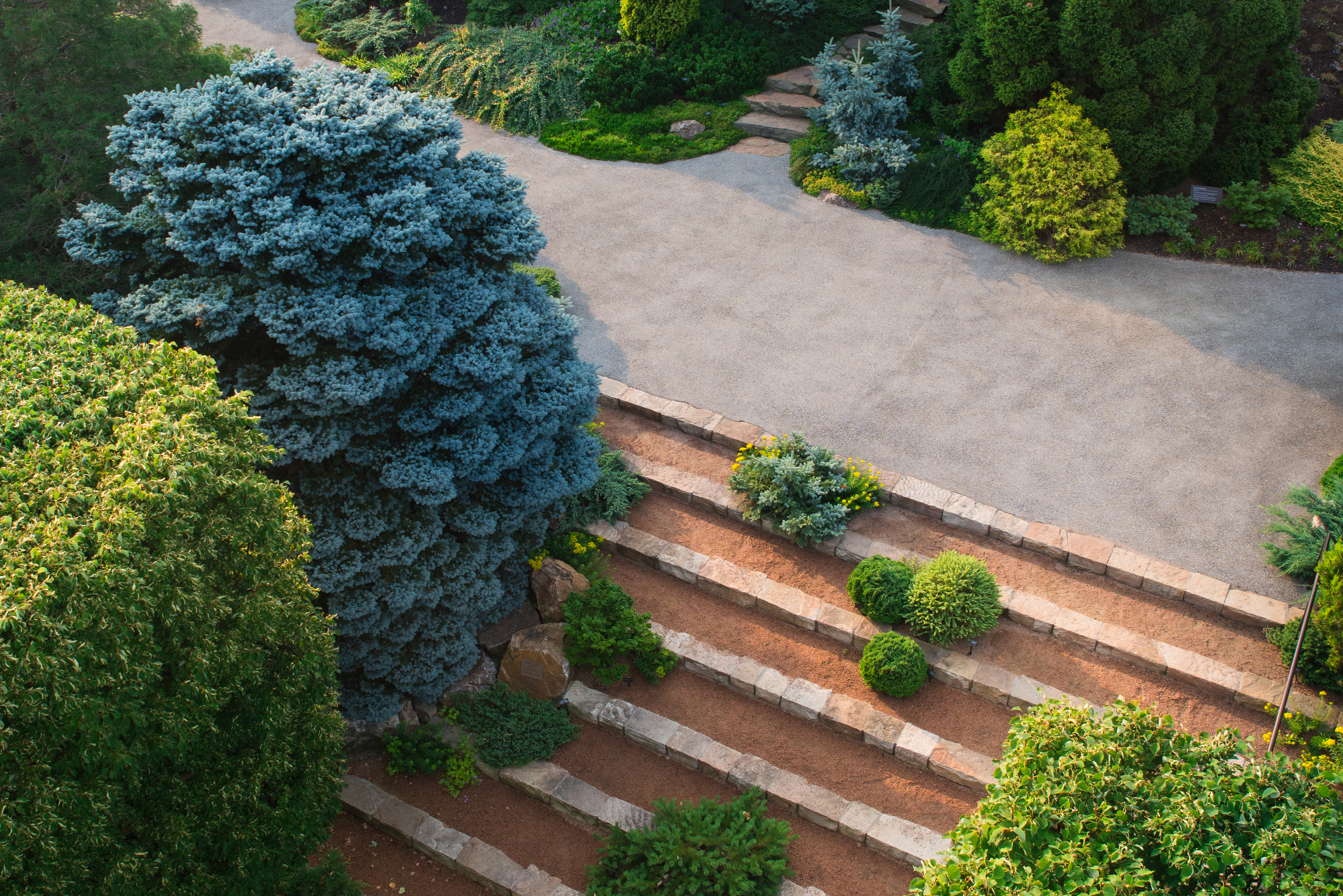 Dwarf conifer garden