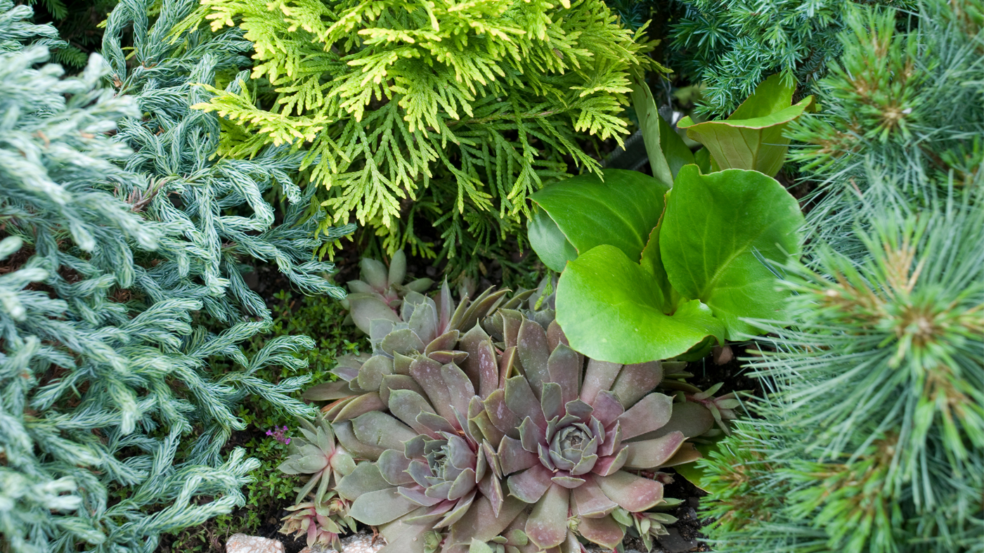 Dwarf conifer garden