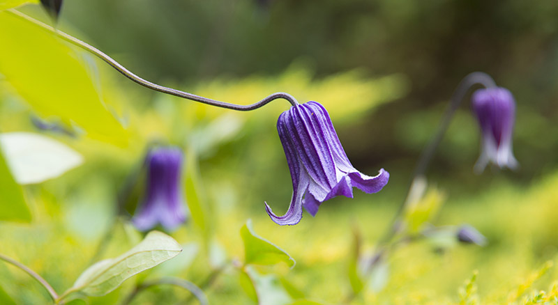 purple flower