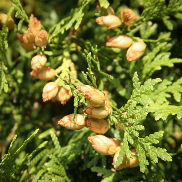 Eastern Arborvitae