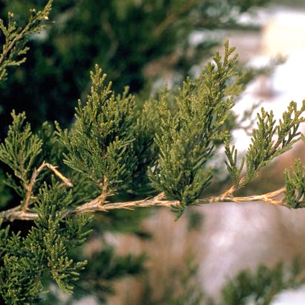 Eastern Red Cedar