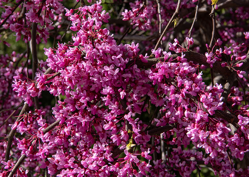 Eastern redbud