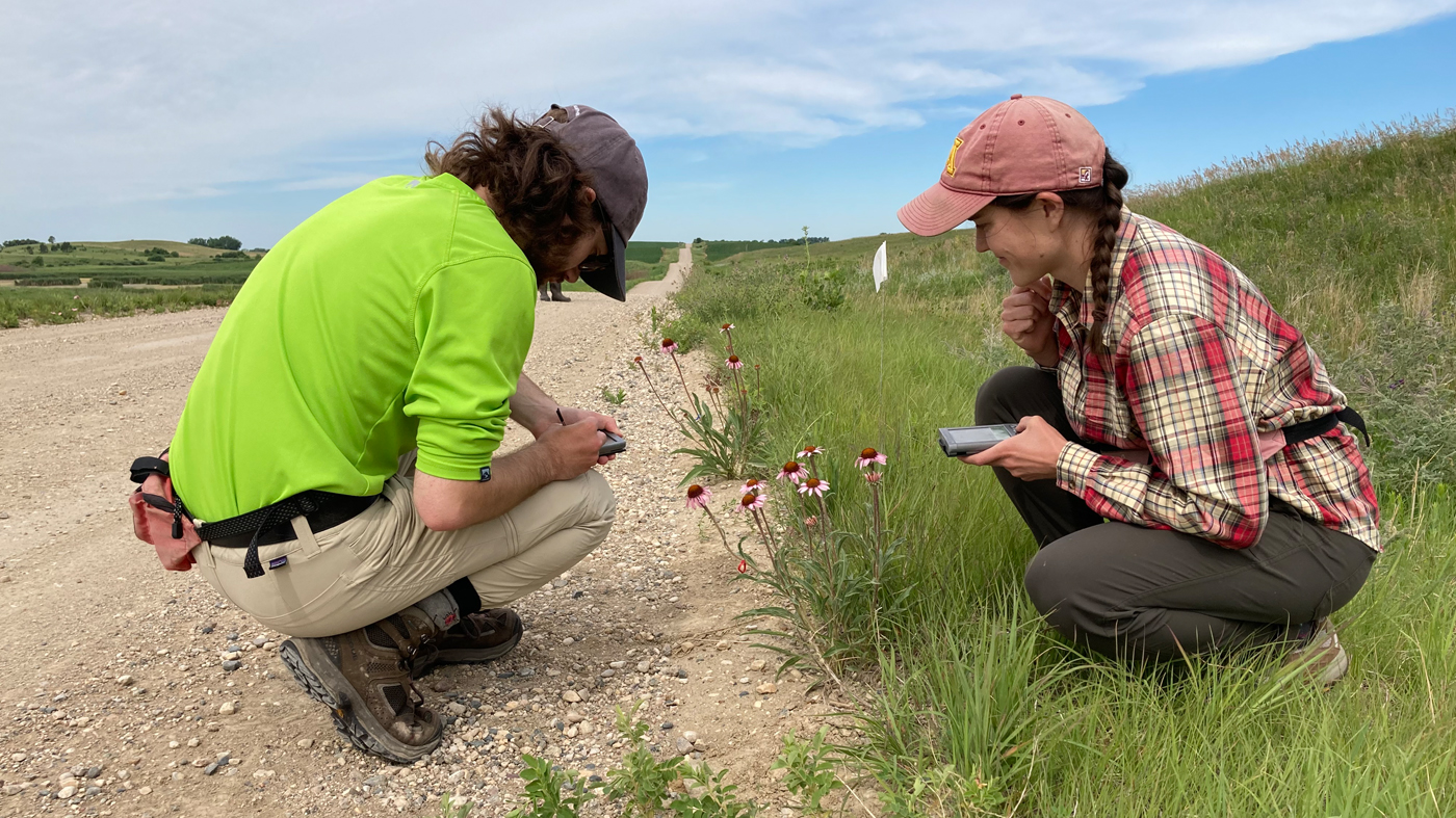 Members of The Echinacea Project assess flowering and pollination 