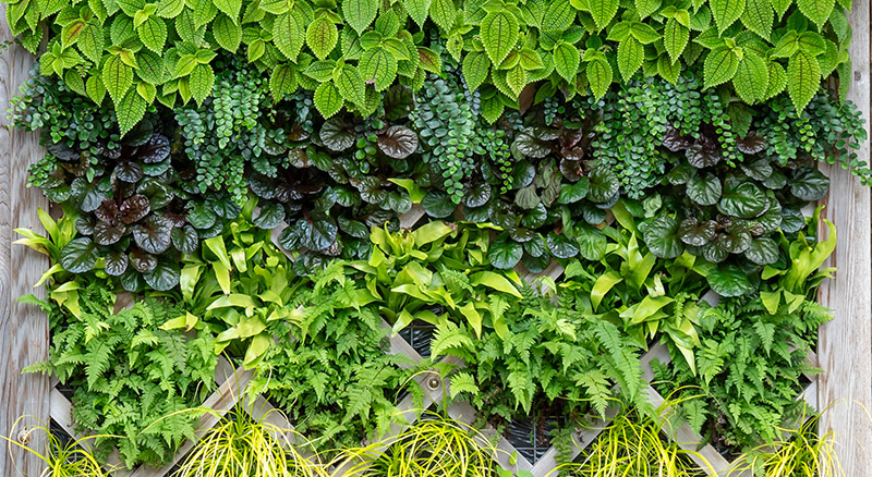 enabling garden living wall