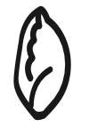 Endive