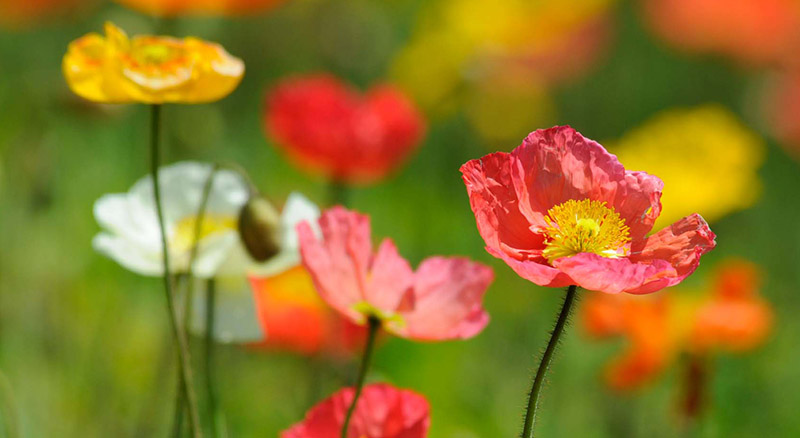 poppies