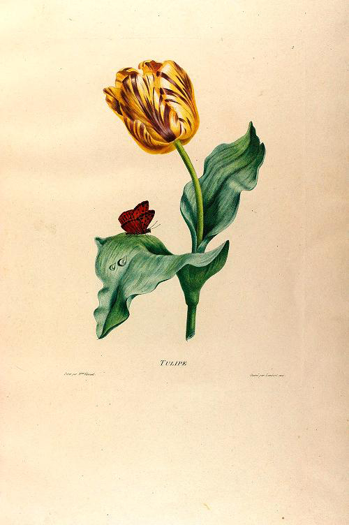 Études De Fleurs Et De Fruits