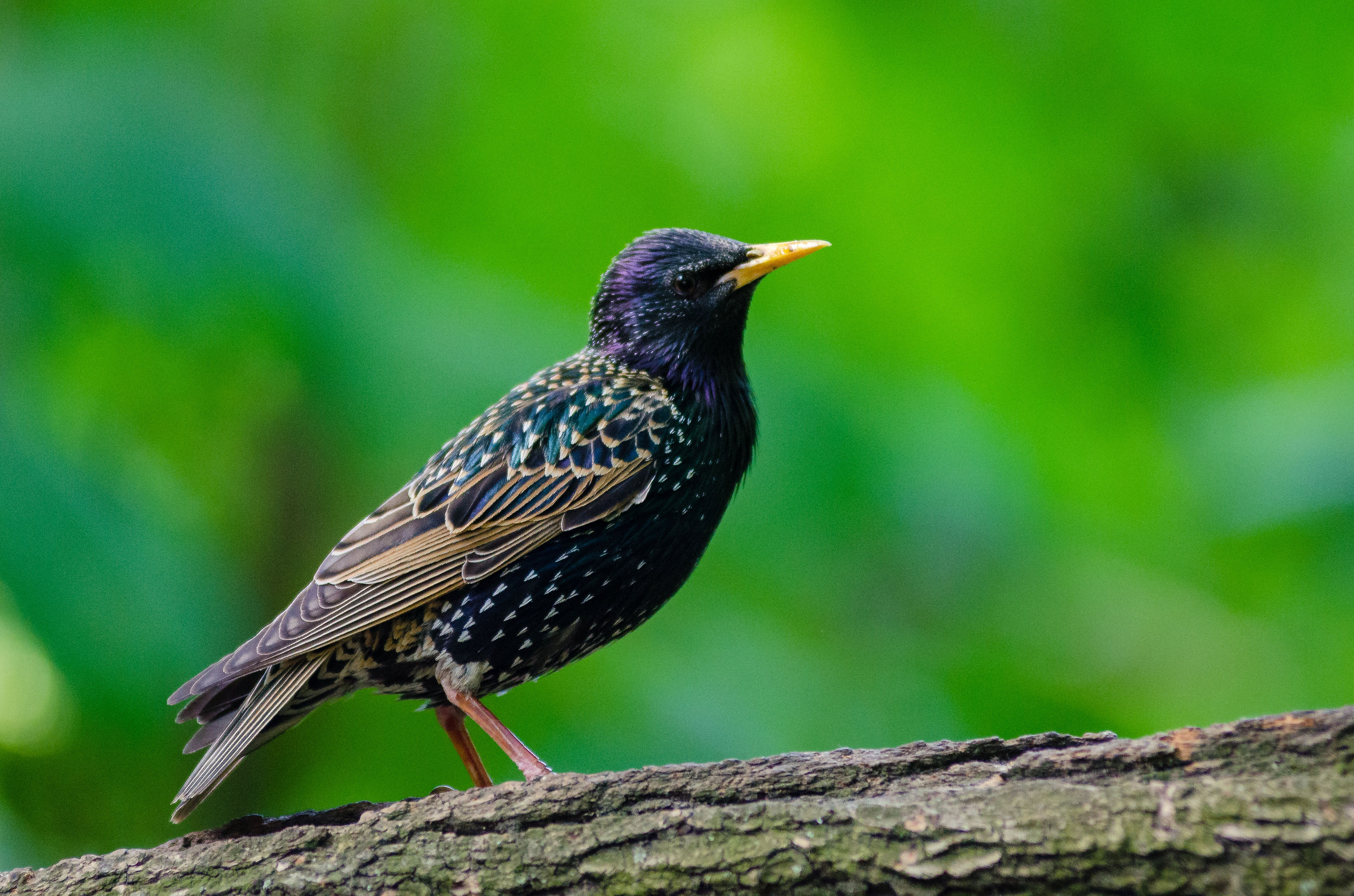 European starling