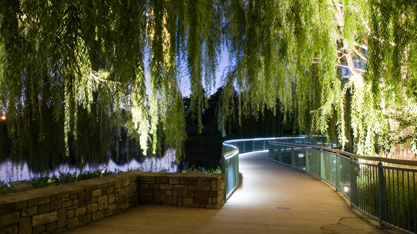 Garden at night