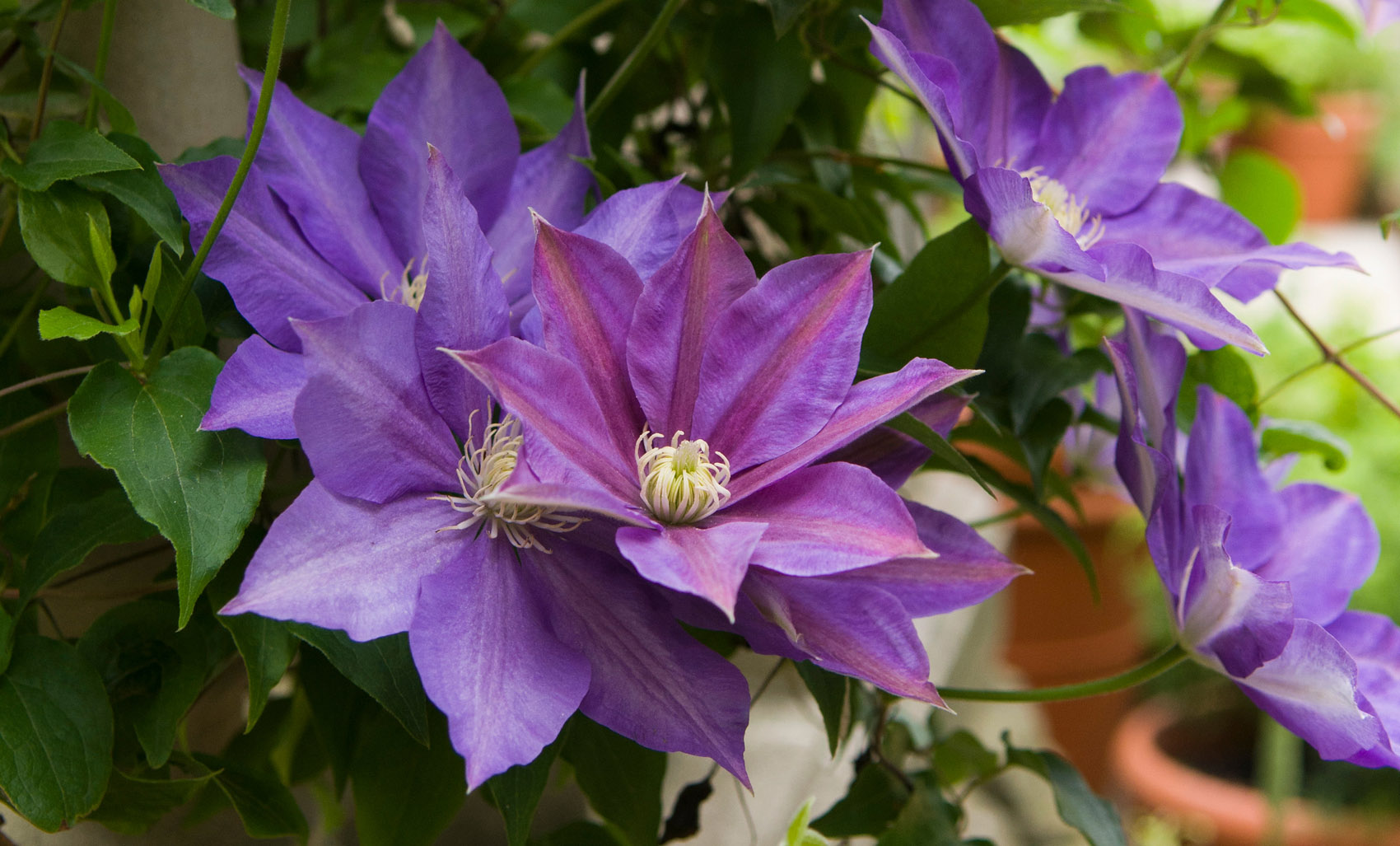 Clematis in English Walled Garden