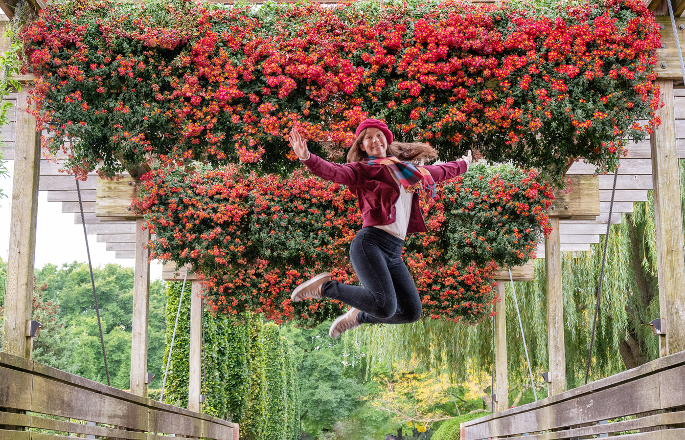 The cascading mums on the Visitor Center Bridge