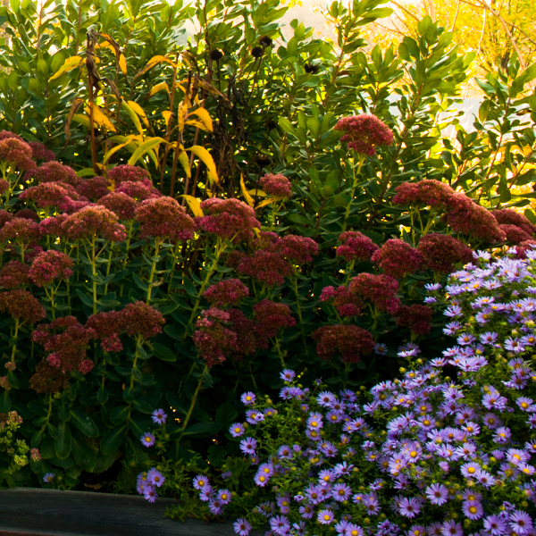 Fall flowers