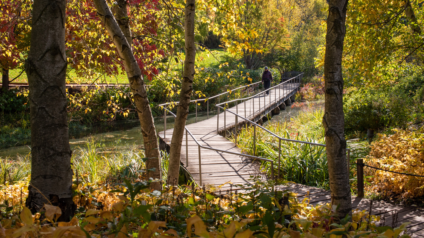 fall walk