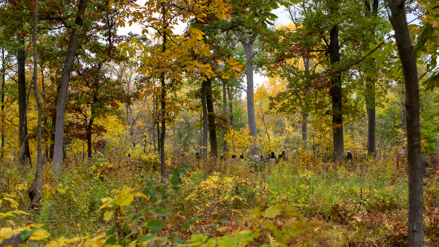 Fall woods