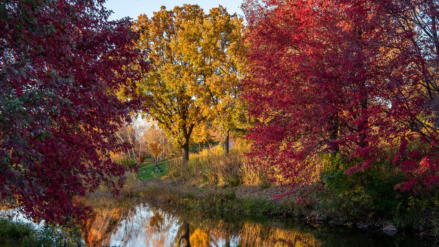 fall leaves