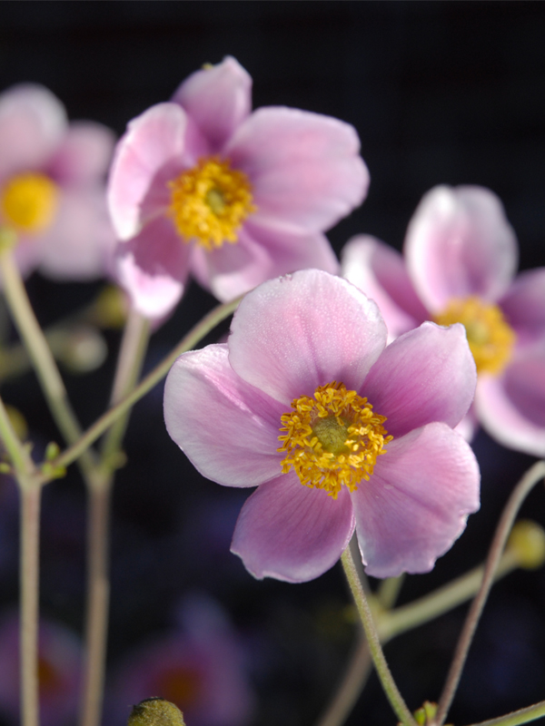 fall pink Abemones