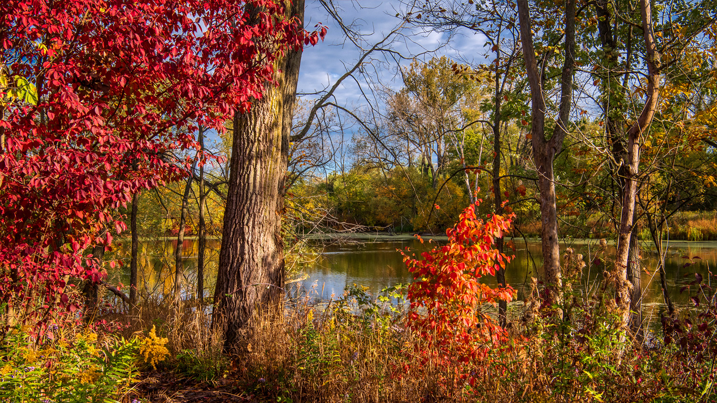 Fall garden