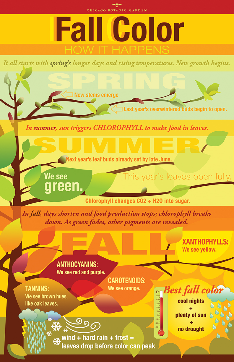 Fall color poster