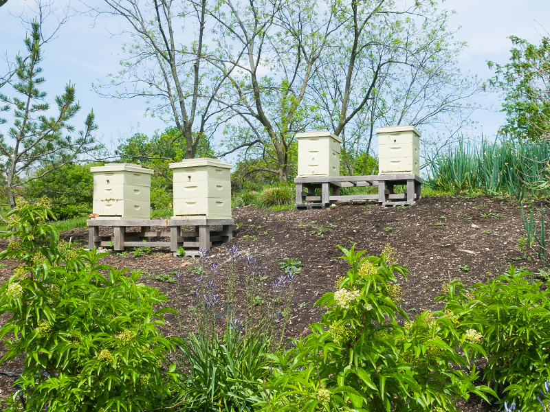 fruit and vegetable bee hives