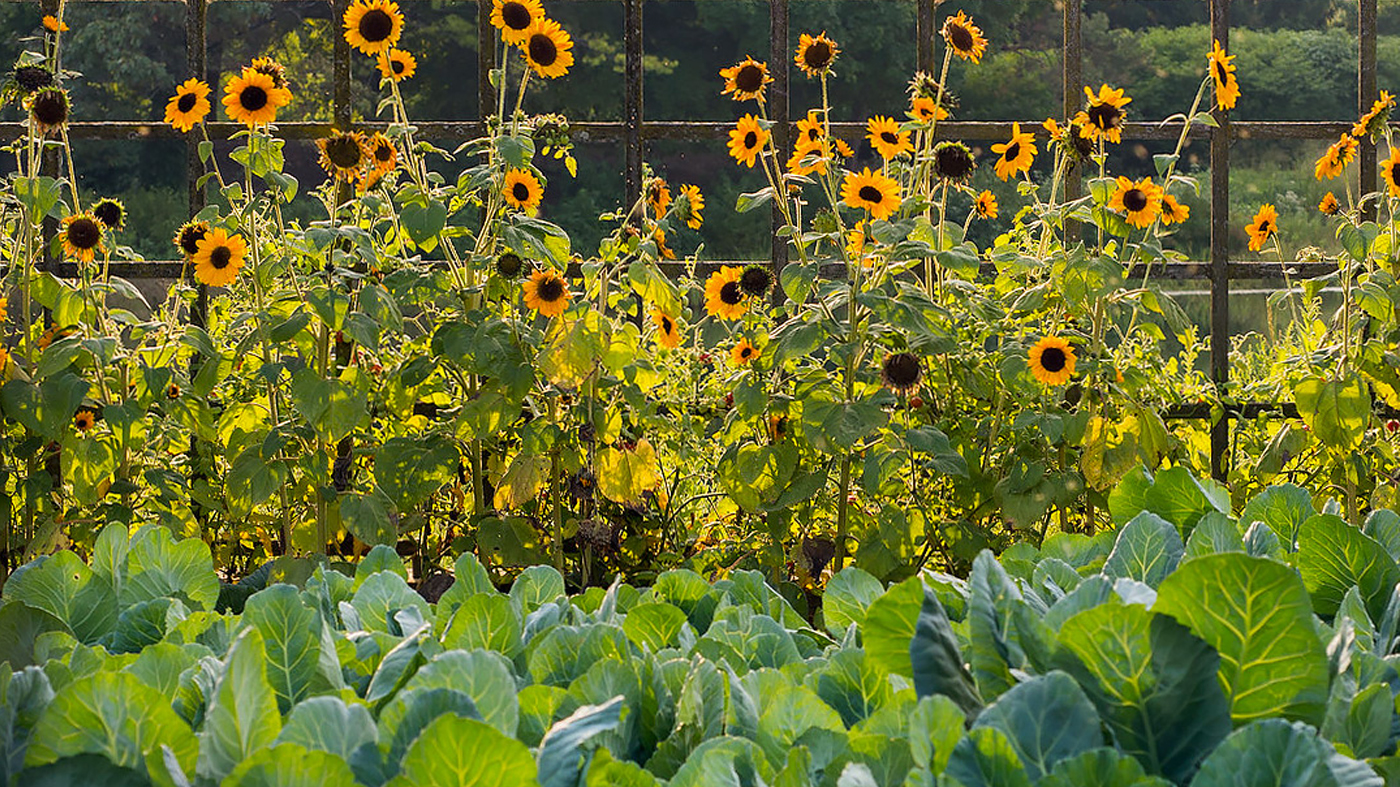 Image of Sunflowers flower to plant near vegetables