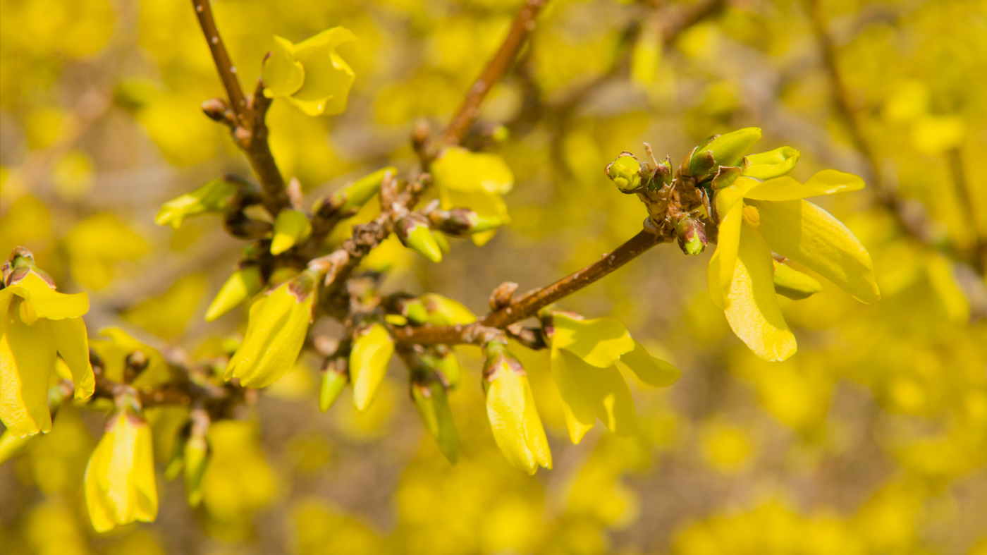 Forsythia