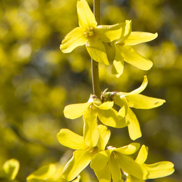 Forsythia