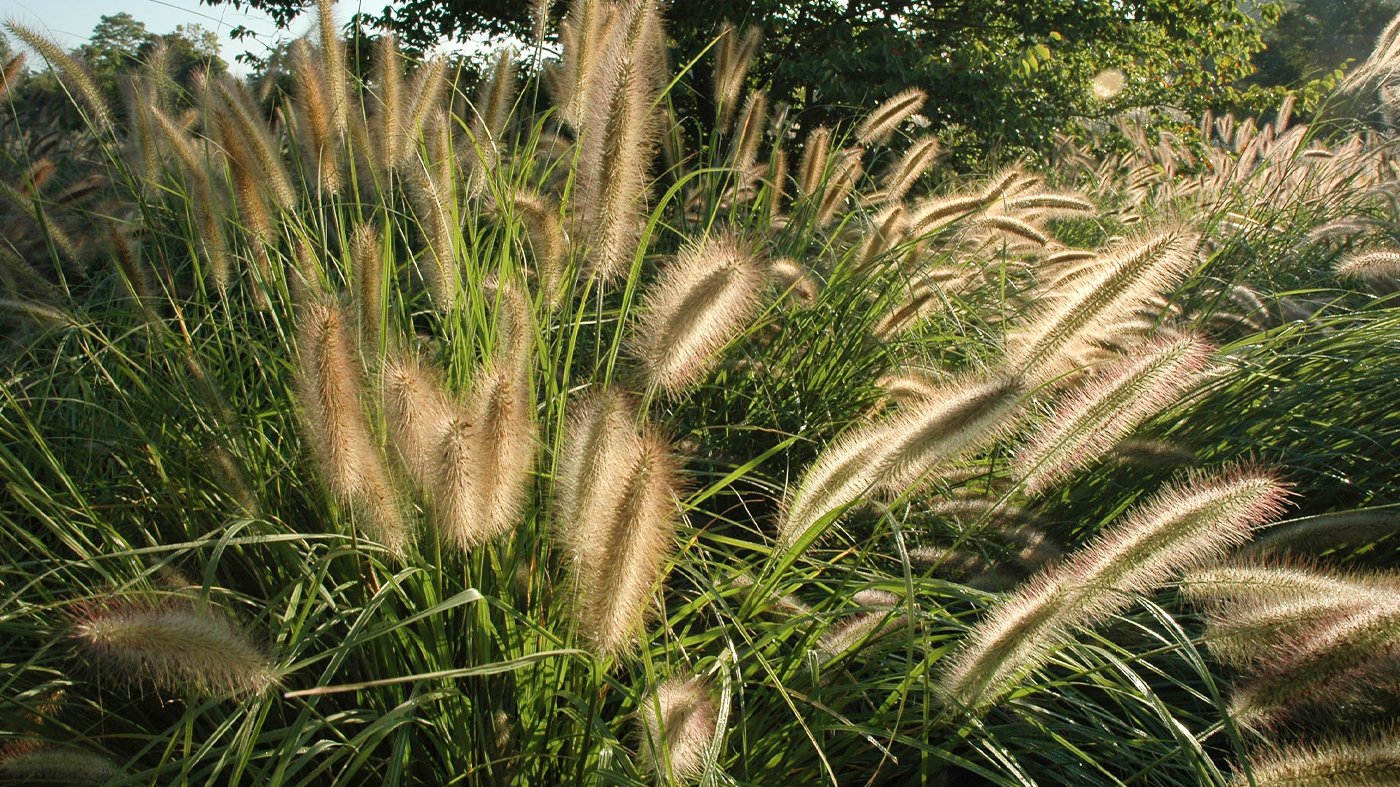 Fountain grass (Pennisetum alopecuroides)